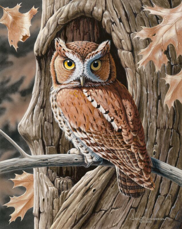 Screech Owl—Red Morph