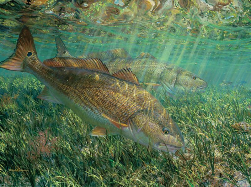 Searching the Shallows - Red Drum