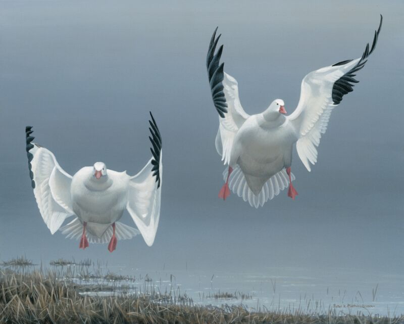 Settling In—Ross' Geese