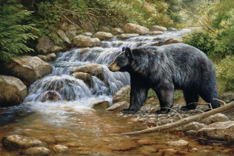 Shadow of the Forest—Black Bear