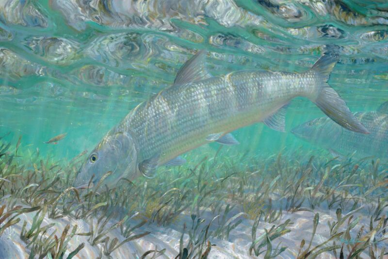Shallow Pursuit—Bonefish