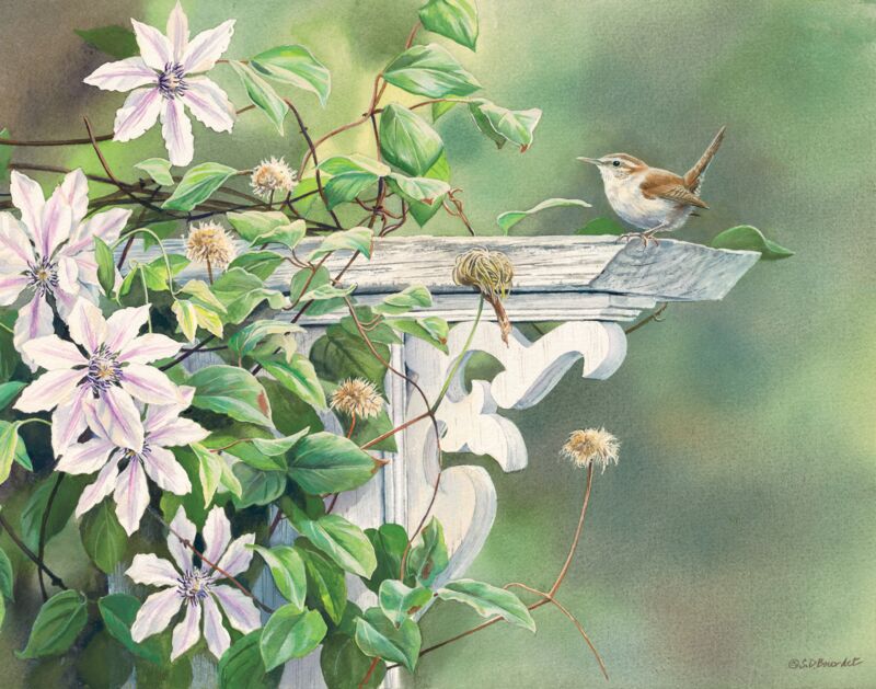 Sitting Pretty—House Wren