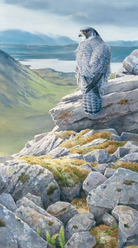 Sky King's Castle—Peregrin Falcon