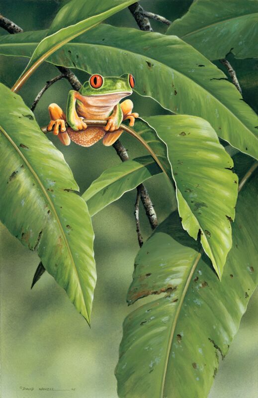 Small World - Red-eyed Tree Frog
