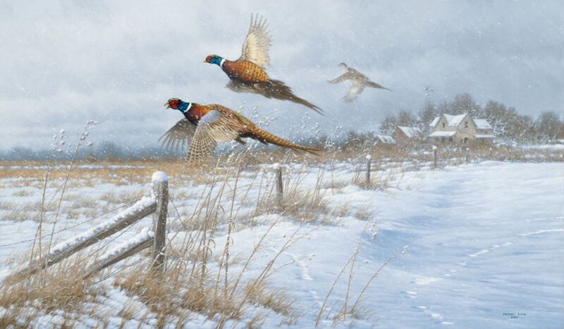 Snow Birds—Pheasants