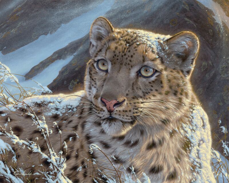 Snow on Snow—Snow Leopard
