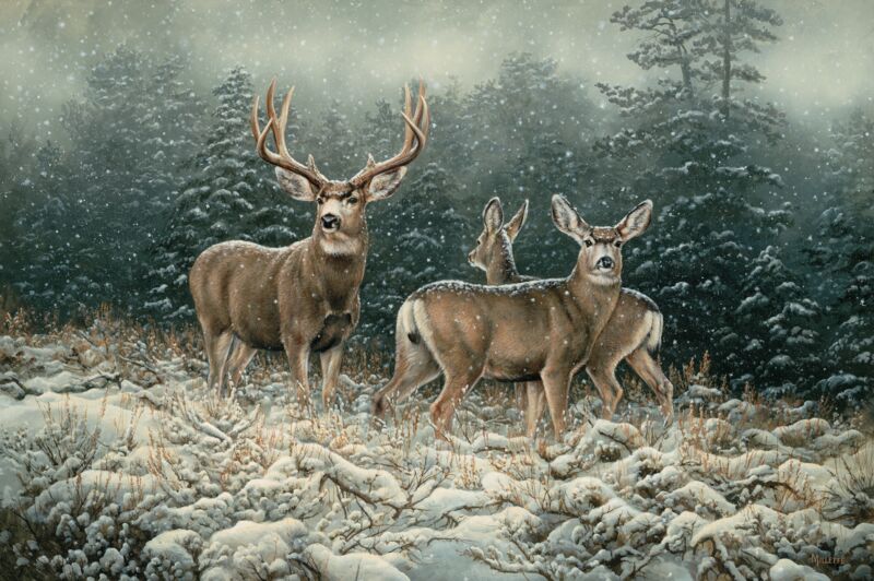 Snowy Retreat—Mule Deer