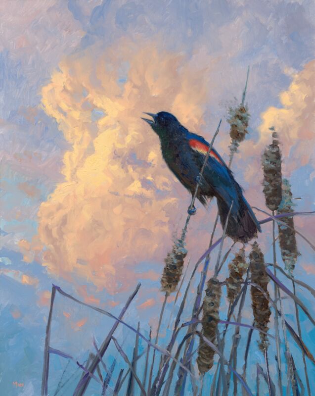 Song & Storm—Red Wing