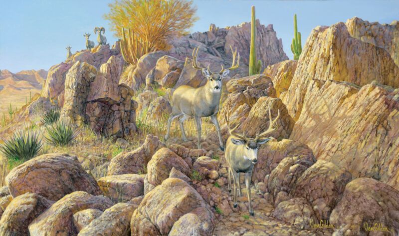 Sonora Sunrise—Mule Deer