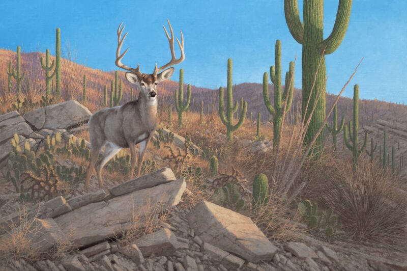 Sonora Sunrise-Mule Deer