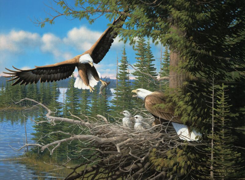 Spring—Bald Eagles