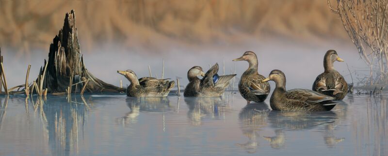 Spring Mist—Black Ducks
