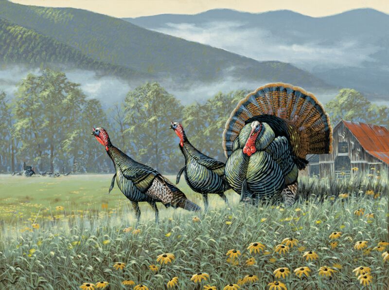 Spring Rounds—Wild Turkey