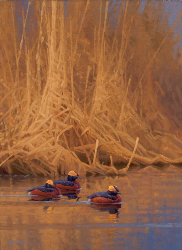 Spring Royals—Horned Grebes