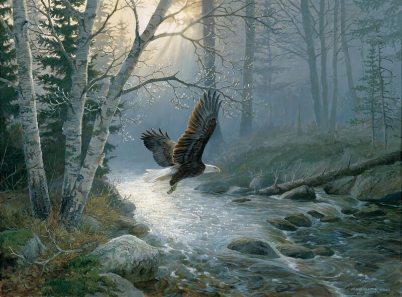 Spring Run—Bald Eagle