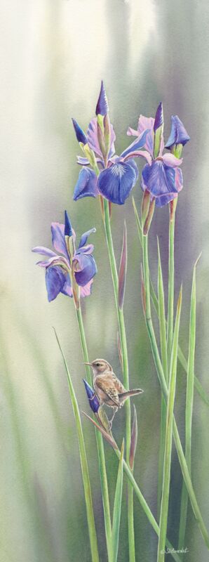 Spring Song—Marsh Wren
