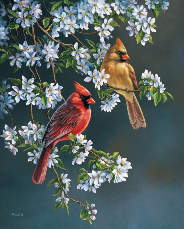 Springtime Cardinals