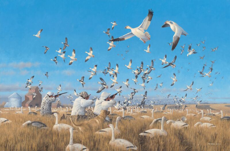 Springtime Snows - Snow Goose