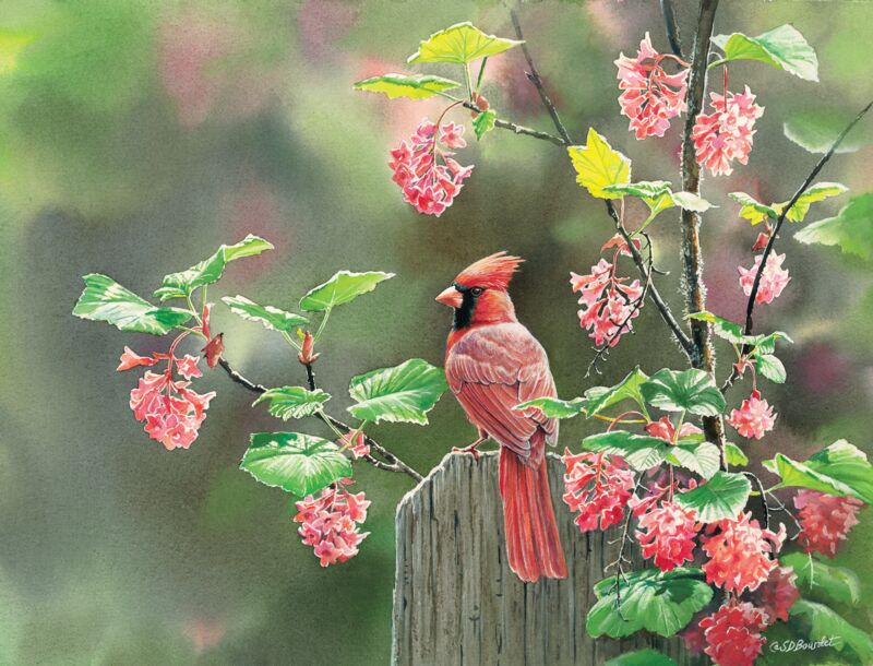 Springtime Sunbreak—Cardinal