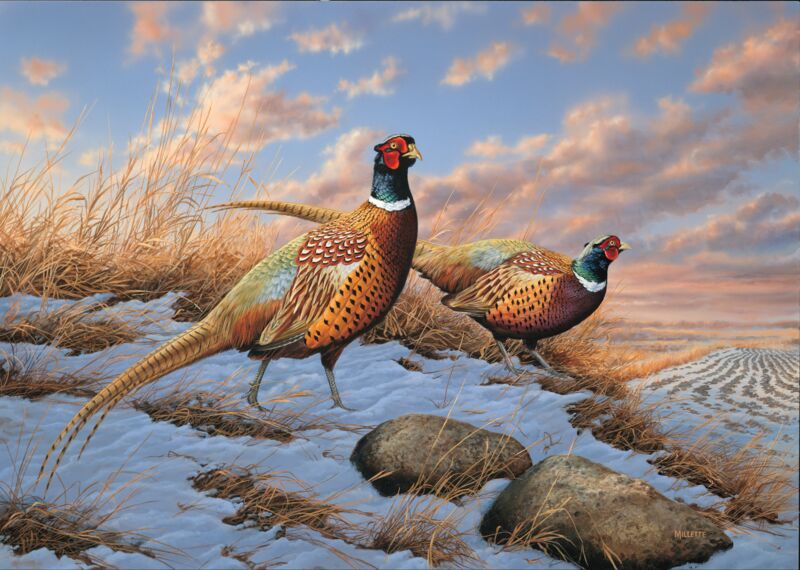Standing Ground—Pheasants