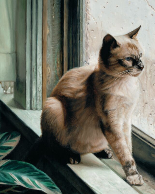 Stormy Weather-Siamese Cat