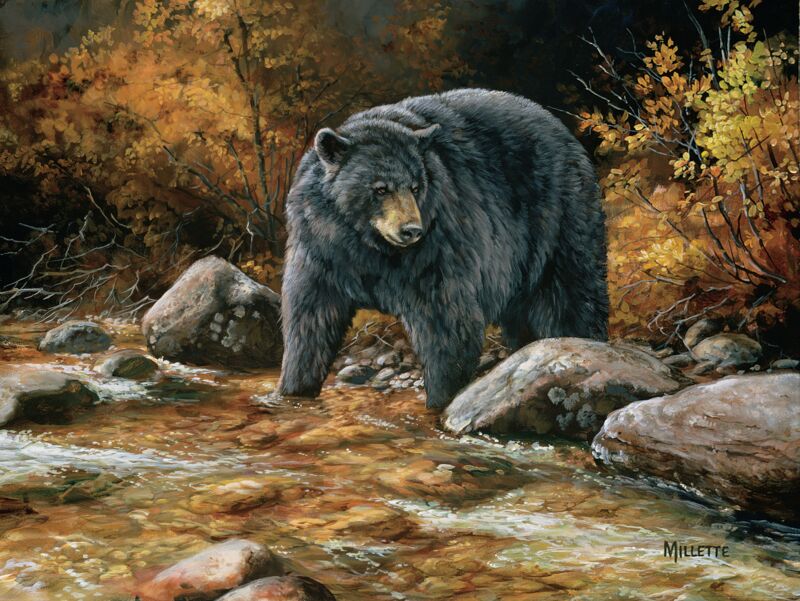Streamside - Black Bear