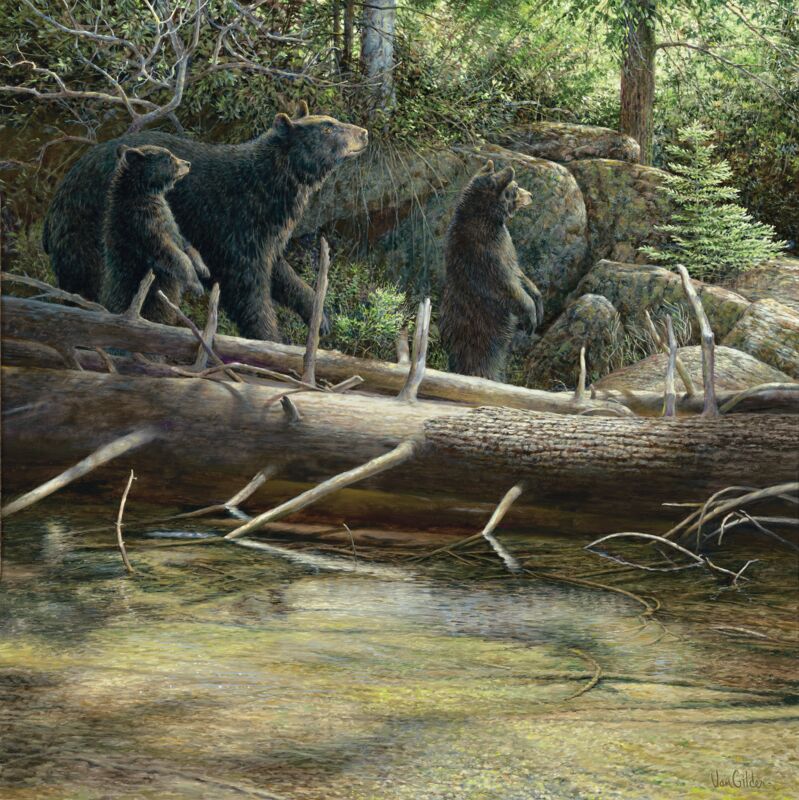 Streamside—Black Bears