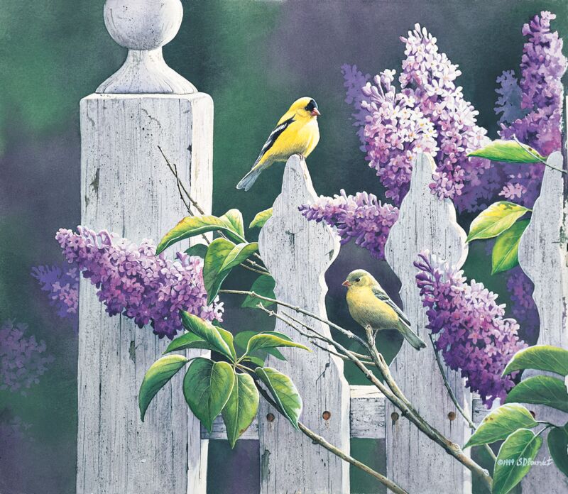 Summer Lilacs-Goldfinches