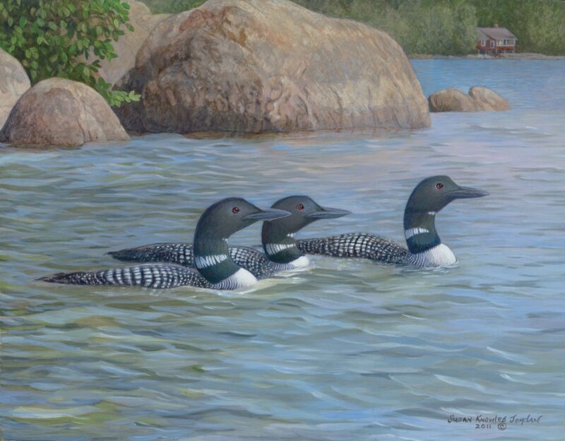 Summer Refuge—Loons