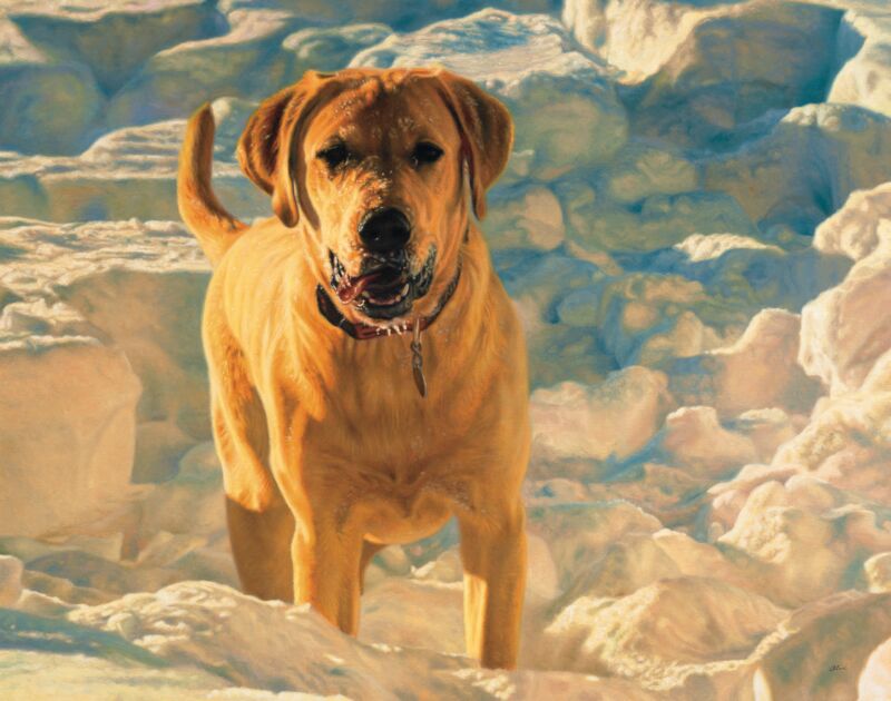 Sun Dog—Yellow Lab