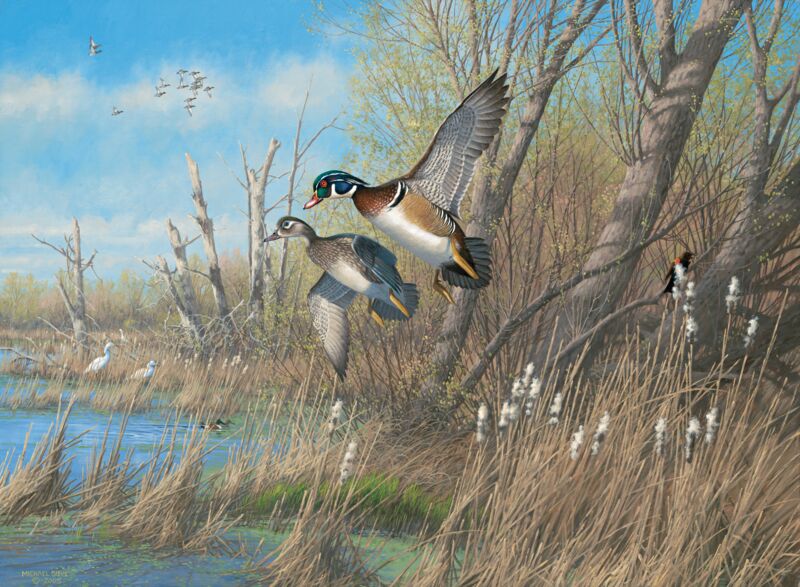 Sunday_s_Best-Wood_Ducks.jpg?v