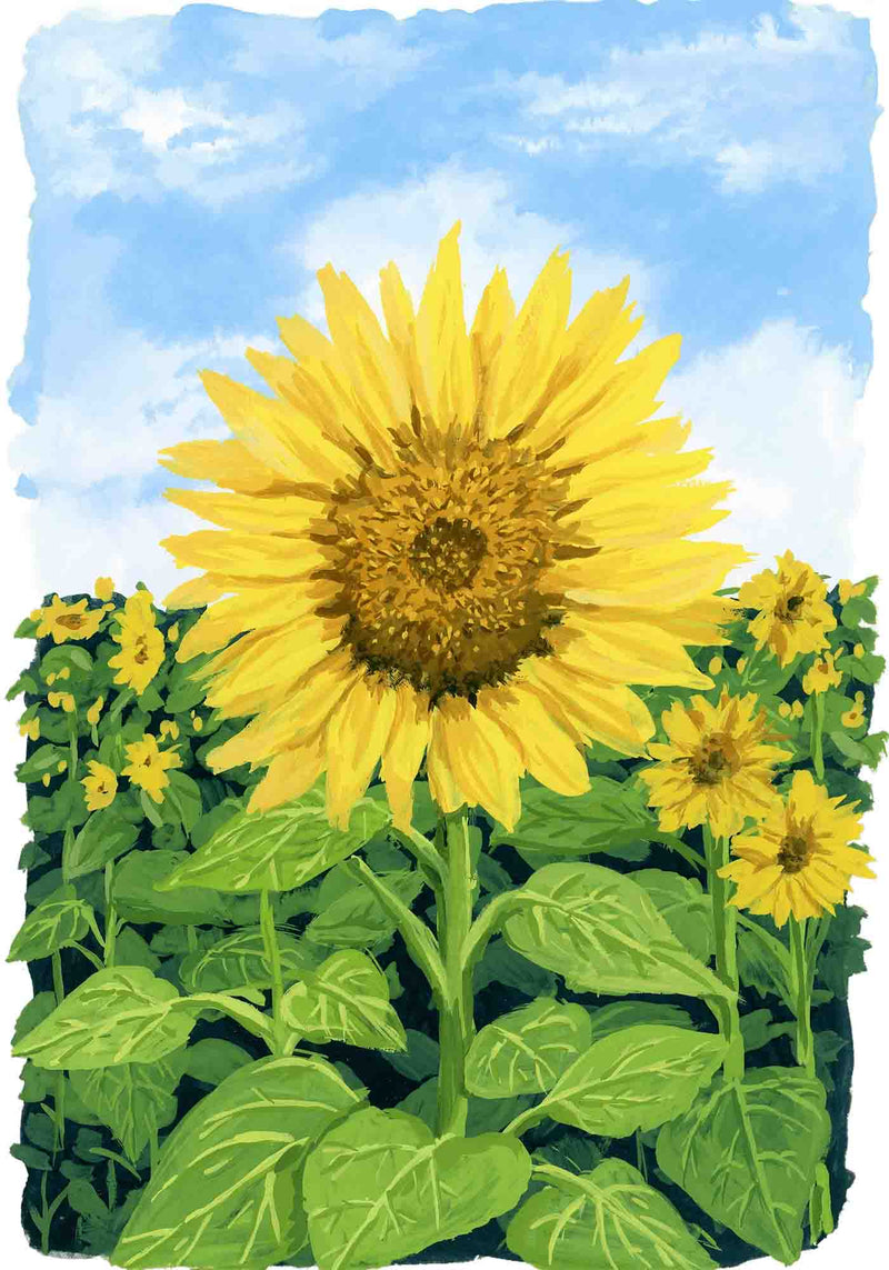 Sunflower