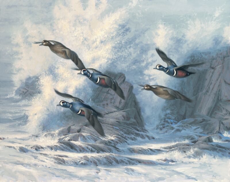 Surf Patrol— Harlequin Ducks