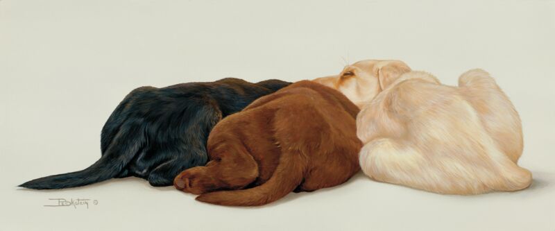 Tails You Win—Labs