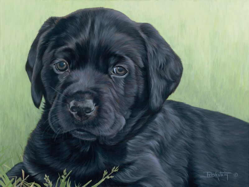 Teal—Black Lab