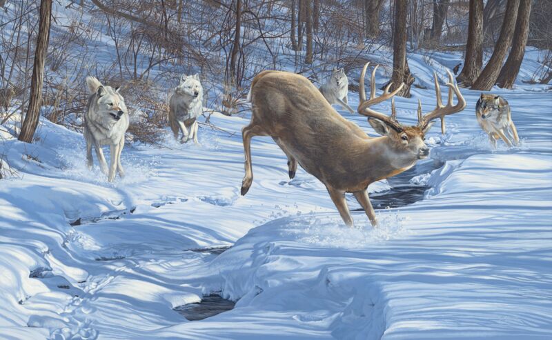 The Chase is On-Wolves and Whitetail Deer