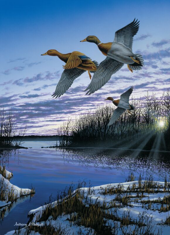 The Colors of December-Mallards