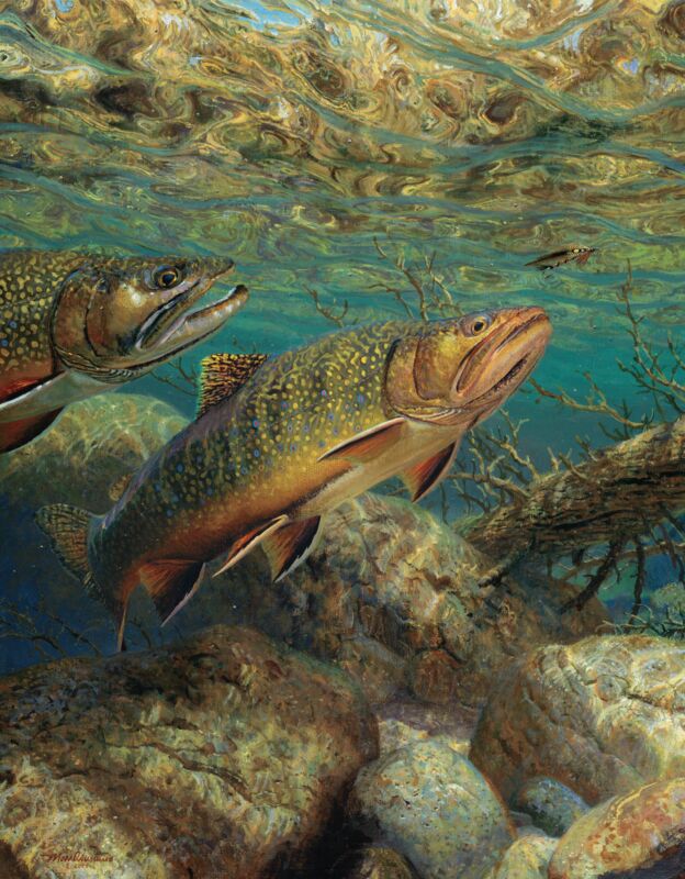 The Competitors—Brook Trout