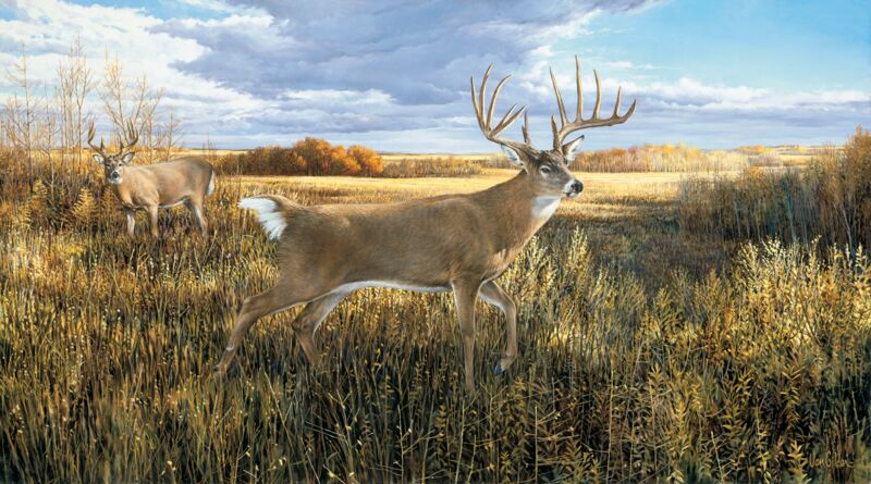 The Hanson Buck-Whitetail Deer