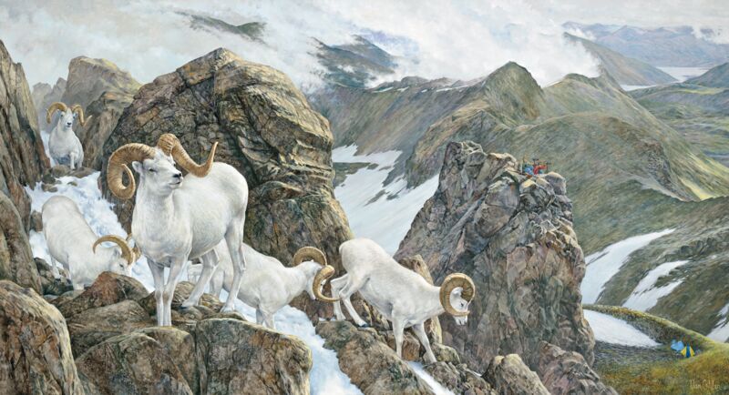 The High Life - Dall Sheep by Ron Van Gilder