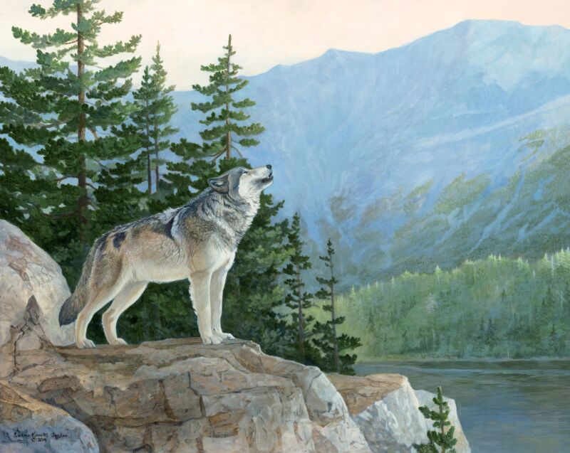 The Knife's Edge—Gray Wolf