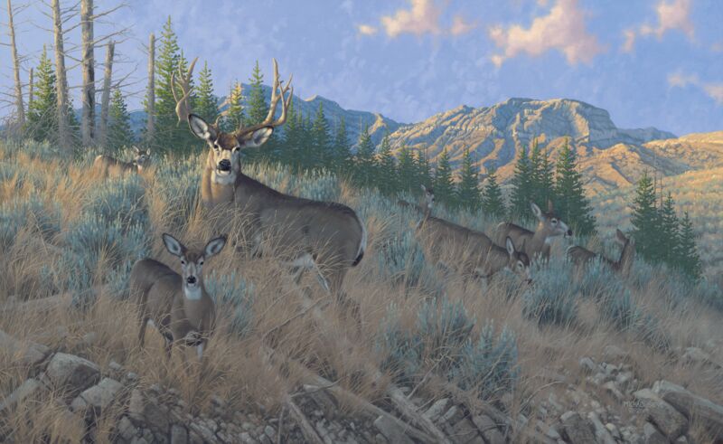 The Magic Hour—Mule Deer
