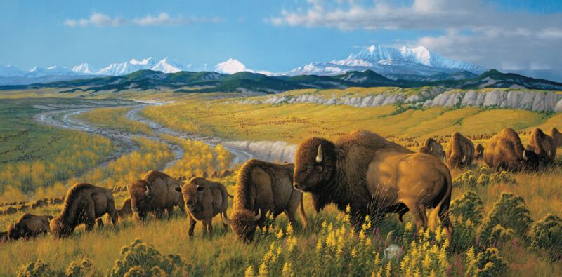 The Passing Herd—Bison