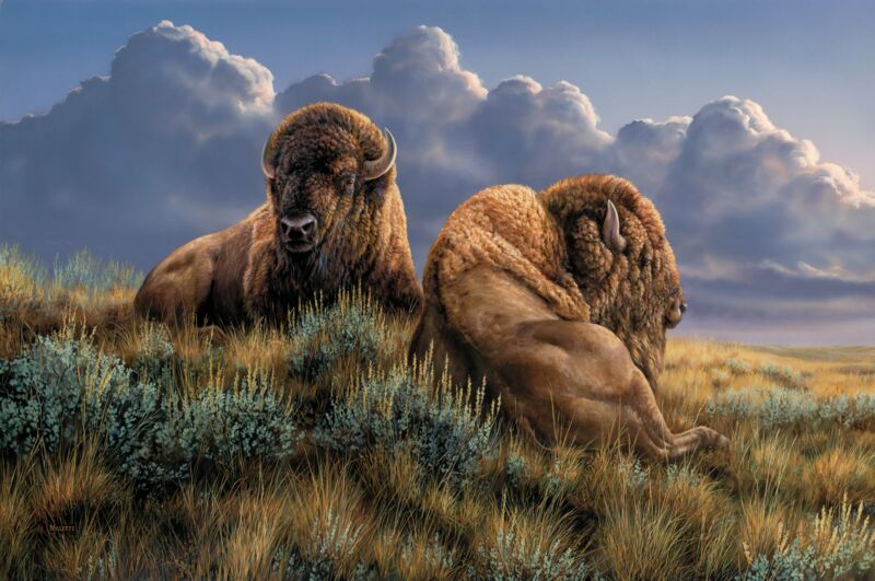 The Old Timers—Bison