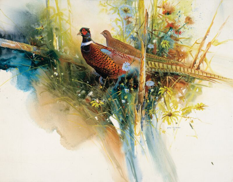 The Sentinal—Pheasants