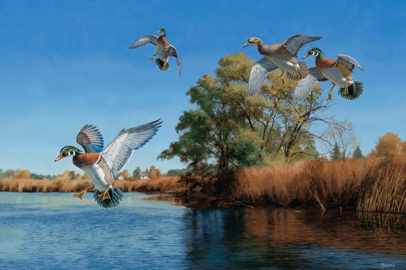 The Seton Channel—Wood Ducks