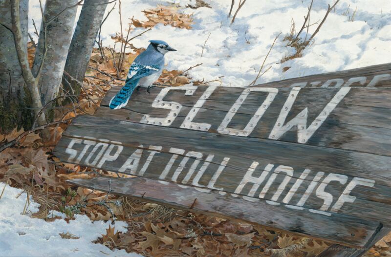 The Tollkeeper—Blue Jay