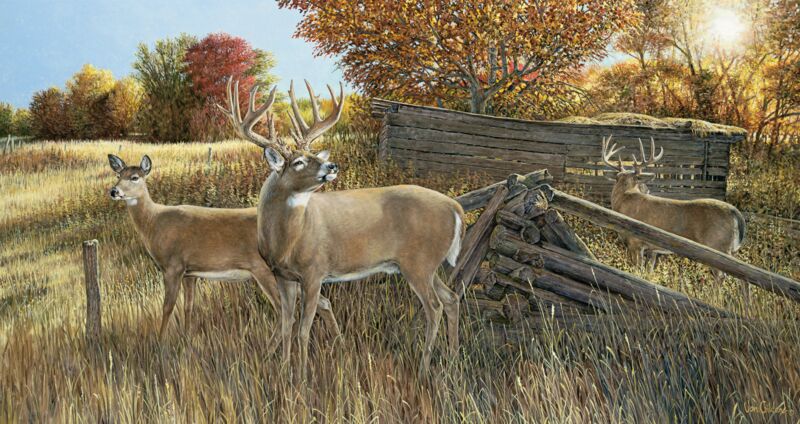 The Waiting Game - Whitetail Deer