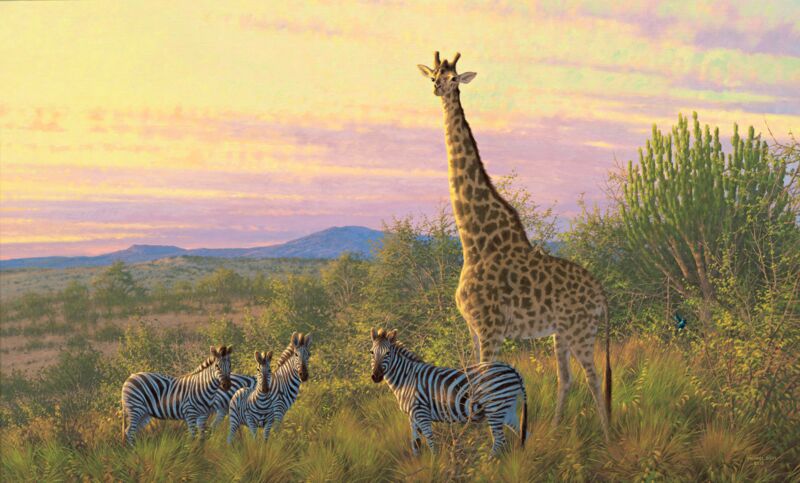 The Watch Tower—Giraffe & Zebras