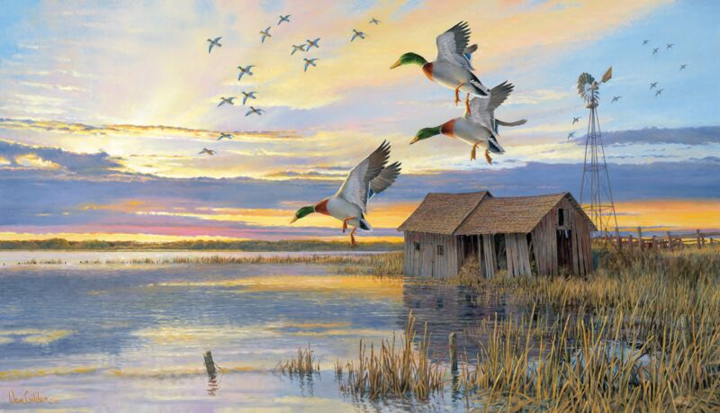 Their Home Again—Mallards